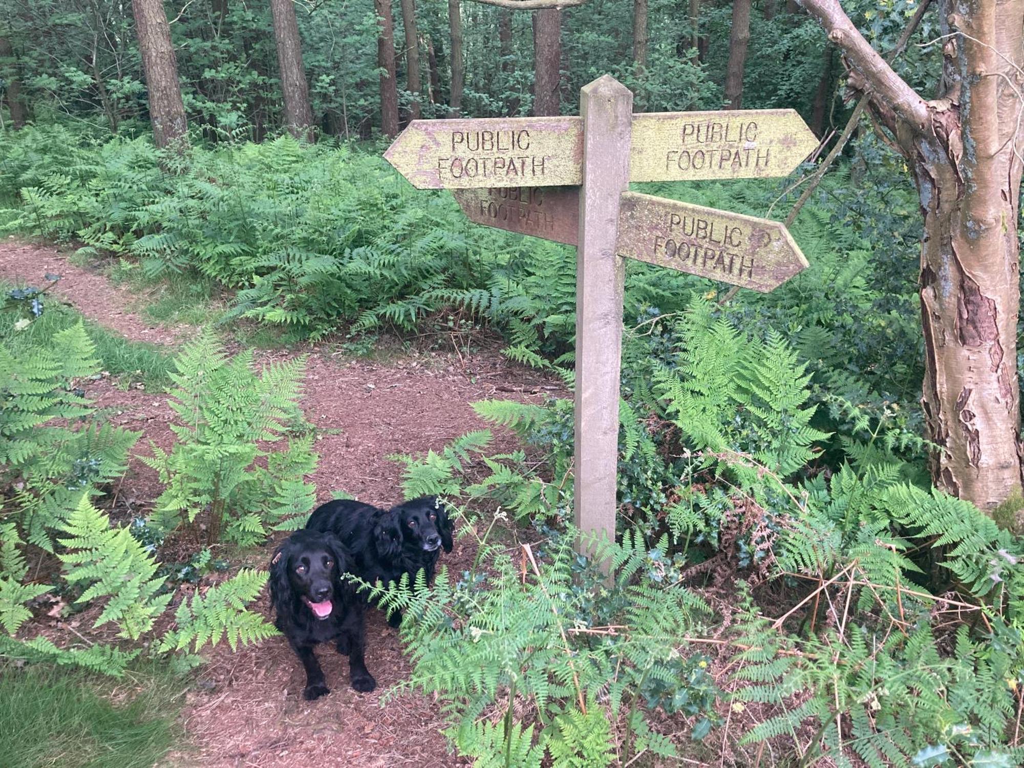 Bank Top Camping-North York Moors With Pitches For Caravans, Camper Vans And Tents Ξενοδοχείο Pickering Εξωτερικό φωτογραφία
